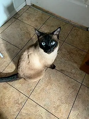 Name Siamese Cat Gerald