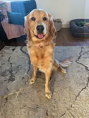 Name Golden Retriever Dog Digby