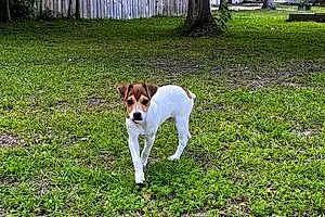 Name Jack Russell Dog Deacon