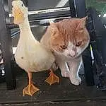 Cat, Felidae, Small To Medium-sized Cats, Carnivore, Whiskers, Fawn, Bird, Beak, Tail, Snout, Wood, Ducks, Geese And Swans, Window, Furry friends, Domestic Short-haired Cat, Waterfowl, Terrestrial Animal, Poultry