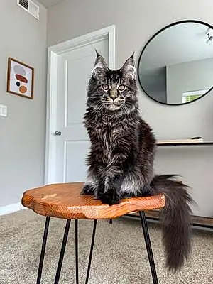 Name Maine Coon Cat Bowser
