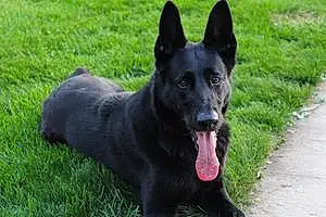 Name German Shepherd Dog Ebony