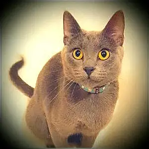 Chartreux Cat Lette