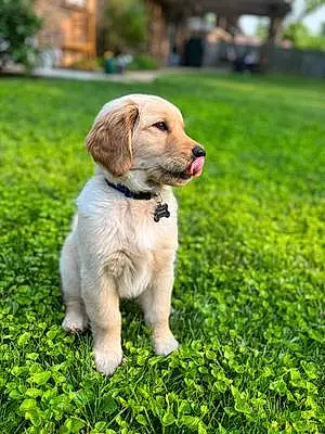 Name Golden Retriever Dog Ginny