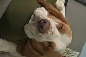 Name Beagle Dog Doris