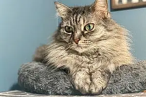 Name Maine Coon Cat Bree