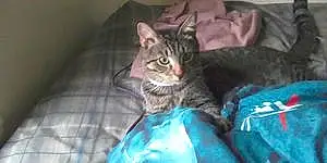 Name Tabby Cat Chase