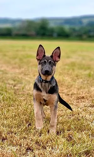 Name German Shepherd Dog Balto