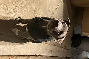 Name Pit Bull Terrier Dog Azul