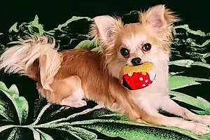 Name Chihuahua Dog Blondie