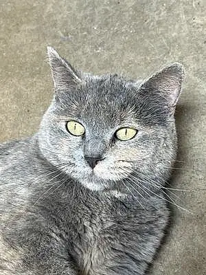 Name  Other Cat Grey