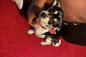 Name Chihuahua Dog Allie