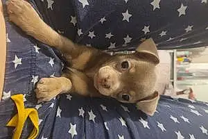 Name Chihuahua Dog Dollie