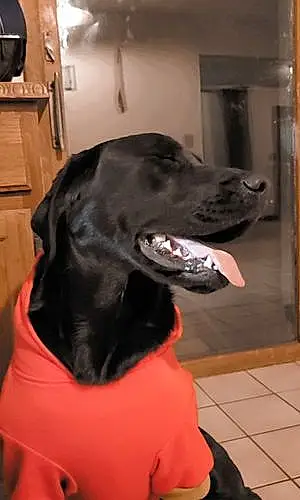 Name Labrador Retriever Dog Digger