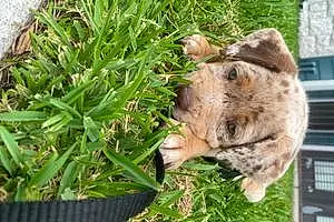 Name Labrador Retriever Dog Canela