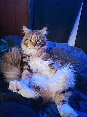 Name Maine Coon Cat Carmel