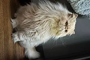 Name Persian Cat Gibby