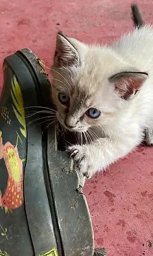 Birman Cat Dolly