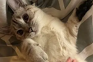 Name Siamese Cat Beauty