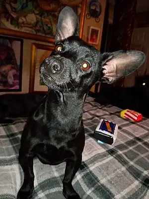 Name Chihuahua Dog Chauncey