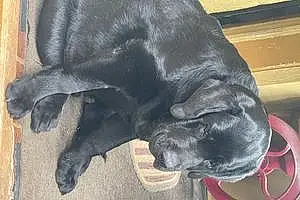 Name Labrador Retriever Dog Butch
