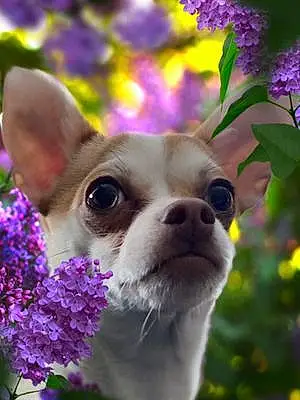 Name Chihuahua Dog Finnegan