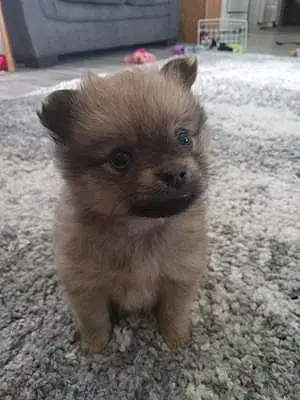 Name Pomeranian Dog Chewbacca
