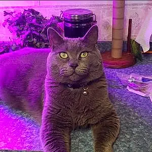 Name British Shorthair Cat Charger