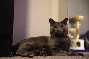 Chartreux Cat Gary