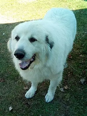 Name Great Pyrenees Dog Albie