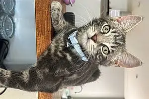 Name British Shorthair Cat Greyson