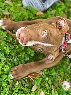 Name Pit Bull Terrier Dog Bronx