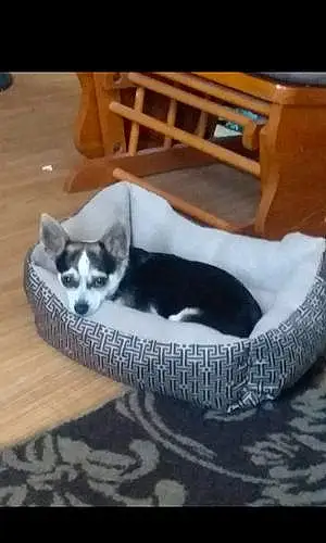 Name Chihuahua Dog Gordo