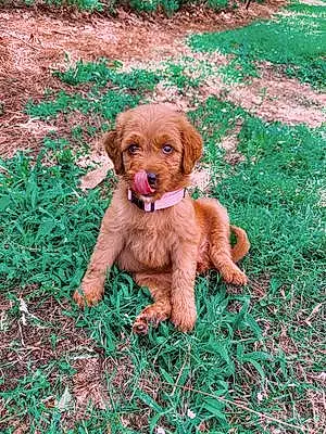 Name Goldendoodle Dog Emmi
