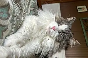 Name Maine Coon Cat Buzz