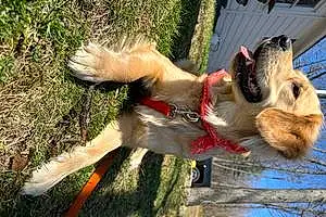 Name Golden Retriever Dog Benelli