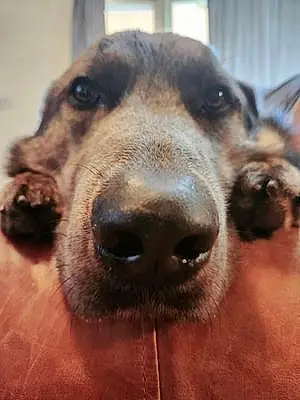 Name German Shepherd Dog Baloo