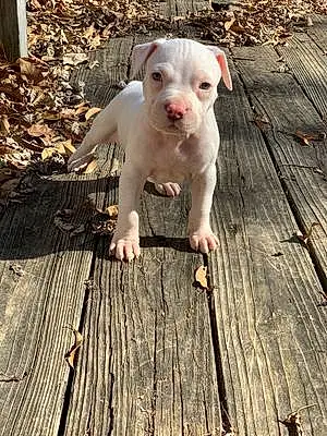 Name Pit Bull Terrier Dog Chop