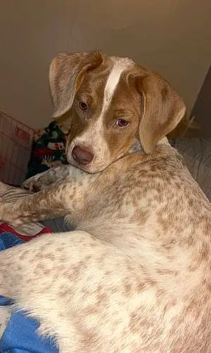 Name Brittainy Spaniel Dog Cardi