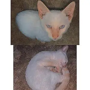 Name Siamese Cat Cotton