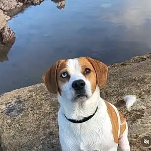 Name Beagle Dog Burt