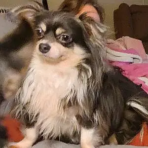 Name Chihuahua Dog Dougal