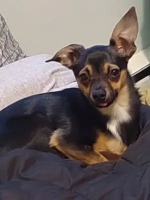 Name Chihuahua Dog Danger