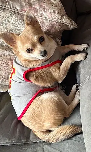 Name Chihuahua Dog Aurora