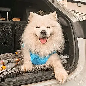 Name Samoyed Dog Boris