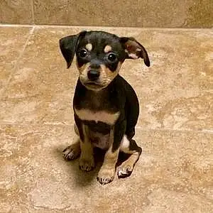 Name Chihuahua Dog Arnold