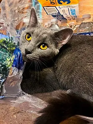 Chartreux Cat Mabel