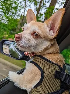 Name Chihuahua Dog Barry