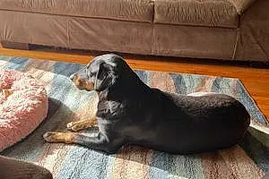 Name Labrador Retriever Dog Biscuit