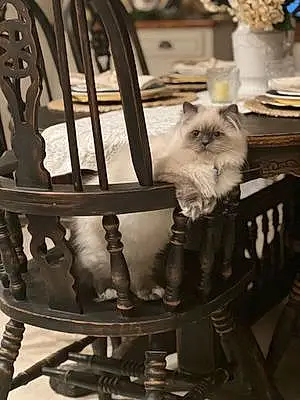 Name Persian Cat Dandelion